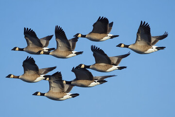 Fototapeta premium A formation of flying geese against a clear blue sky.