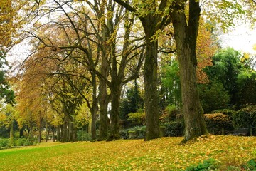Alignement arbres parc

