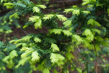 Bright green new growth of taxus baccata in May