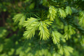 Closeup of bright green new growth of taxus baccata in May