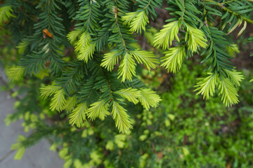 Lime green new growth of taxus baccata in May