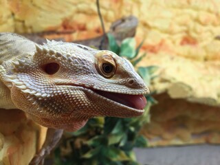 Close-up of a bearded dragon showcasing its textured scales, prominent spines, and open mouth. The...