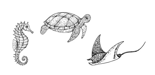 Vector seahorse, green sea turtle. Hand painted stingray. Graphic tropical clip art isolated on background. Underwater illustration. For designers, invitations, decoration, postcards, wrapping paper