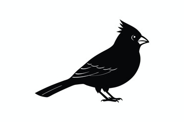  northern cardinal on a white background