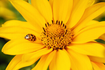 The beauty of spring nature with a ladybug.