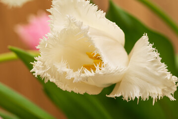 Beautiful white tulip with soft diffused ambient light.