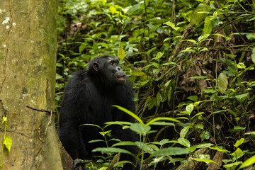 Intimate and captivating moments of chimpanzees in their natural forest habitat, showcasing their playful, contemplative, and expressive behaviors amidst lush greenery.
