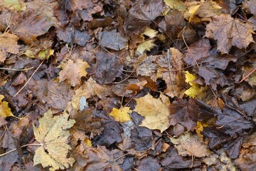 feuille d'automne