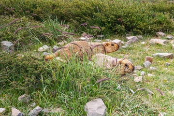 Close up on Himalayan mammoth during the ritual kora yatra around Kailash