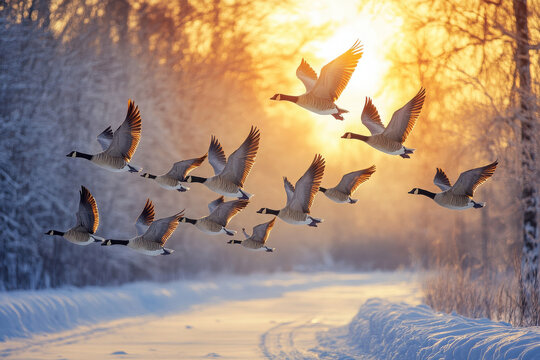 A flock of geese flying over a snowy landscape at sunset.