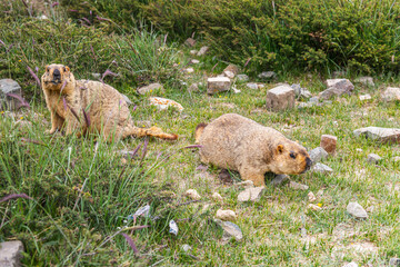 Two Himalayan mammoths on the kora path on the mount Kailash, Western Tibet