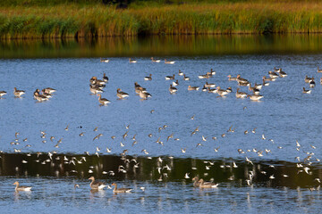 Sandregenpfeifer und Alpenstrandläufer im Flug an der Ostsee	