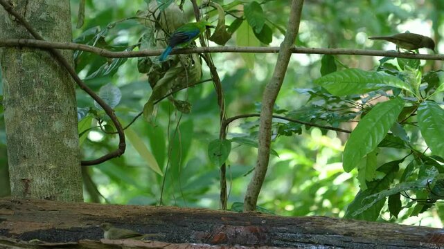 Blue-winged Leafbird bird with nature habitat birdwatching in the forest