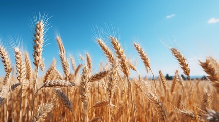 Fototapeta premium Beautiful wheat field on a clear, sunny blue summer day - high resolution landscape image for sale
