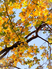 Yellow maple leaves on a blue sky background. Autumn season
