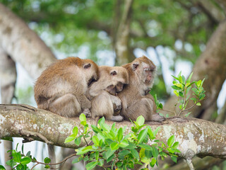 Obraz premium Group of monkeys on the tree