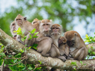 Group of monkeys on the tree