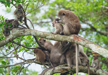 Group of monkeys on the tree