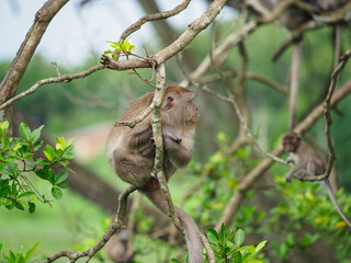 Group of monkeys on the tree