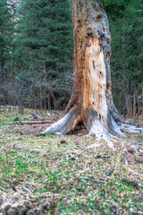 Close-up of a tree trunk with exposed bark, surrounded by forest and grassy terrain. The natural texture of the wood highlights the effects of aging and weathering, set in a serene outdoor environment