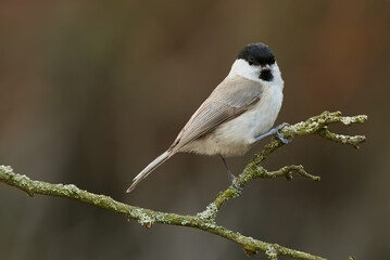 Obraz premium Marsh tit, Poecile palustris sitting on a twig in forest