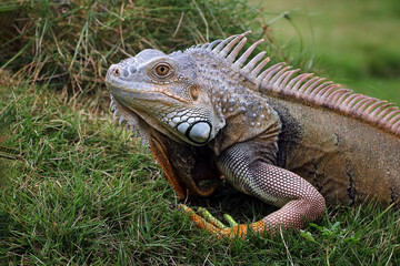 Obraz premium iguanas crawling on the grass