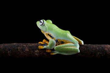 Javanese tree frog on wood, Gliding frog (Rhacophorus reinwardtii)