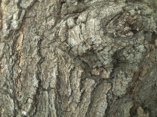 Cracked tree bark is suitable for backgrounds and abstract images.