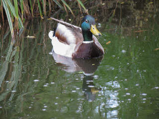 mallard wild duck scient. name Anas platyrhynchos bird animal