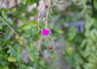 Close-up of a pink Khun Nai Waen Lai flower blooming on a green background with blurred focus.