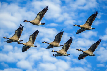 Fototapeta premium A flock of geese flying against a blue sky with clouds.