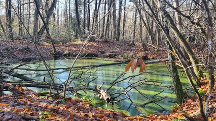 Paysage de molières inondées dans une forêt de châtaigniers de la vallée de Chevreuse à l'automne