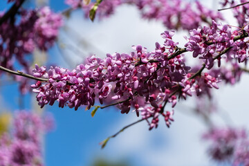 Purple flowers on branches of Oriental Redbud tree or Oriental Redbud Cercis canadensis on blurred background. Close-up of pink flowers of Judas tree. Selective focus. Nature concept for design.