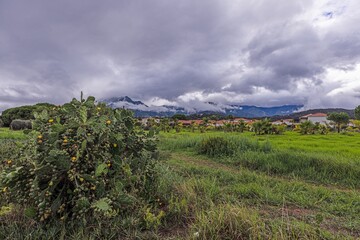 Obraz premium Mountainous landscape with dramatic skies, green fields, and a cactus bush in the foreground