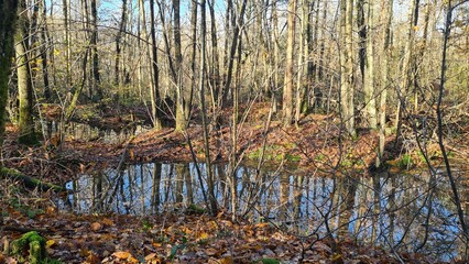 Paysage de molières inondées dans une forêt de châtaigniers de la vallée de Chevreuse à l'automne