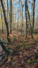 Paysage de molières inondées dans une forêt de châtaigniers de la vallée de Chevreuse à l'automne