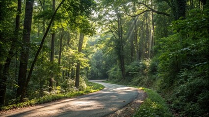 Obraz premium A winding forest road surrounded by dense foliage and tall trees with sunlight filtering through the leaves, forest road, natural beauty, forest pathway, leafy canopy, woodland surroundings