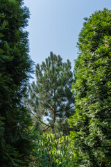 Austrian pine or black pine (Pinus Nigra) against blue summer sky. Evergreen thuja occidentalis, also known as northern white cedar, grows on both sides. Blurred background. Selective focus.