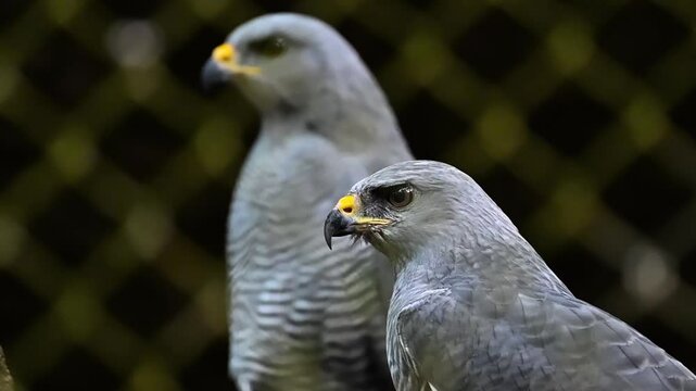 Aguililla gris (Buteo plagiatus)