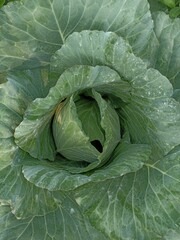 Cabbage plants that have started to form crops.