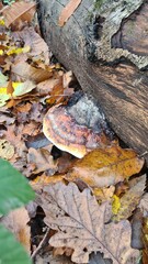 Un beau champignon de souche dans une forêt de châtaignier de la vallée de Chevreuse