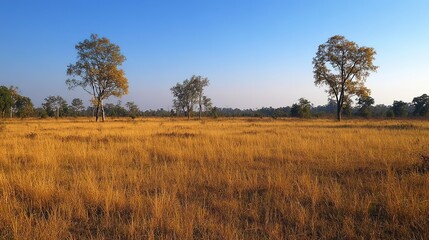 Savanna landscape. Thung Salaeng Luang area, Phetchabun province, Thailand. 
