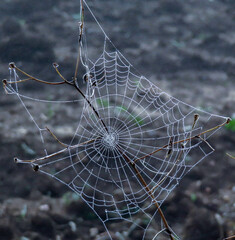 Telaraña