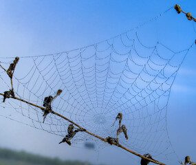 Telaraña