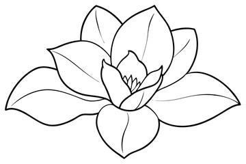 Line Art Drawing of a Blooming Magnolia Flower Blossom