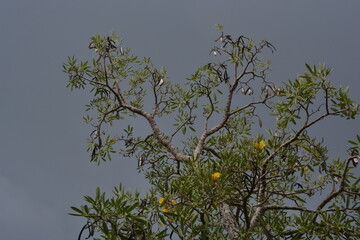 branches of a tree in the sky