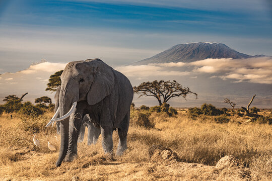 A group of  elephants in front of the kilimandjaro