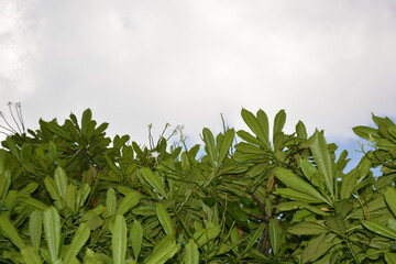 green grass and blue sky