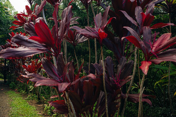 Hawaiian ti plant or Cordyline fruticosa is an evergreen flowering plant. in Indonesia this plant is called andong or hanjuang