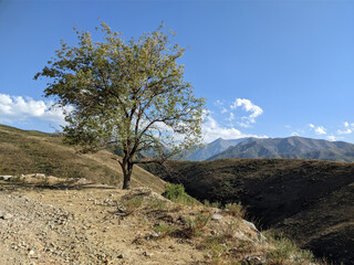 View of landcape with mountains and hills. A green tree stands on a slope. Beautiful clouds above...